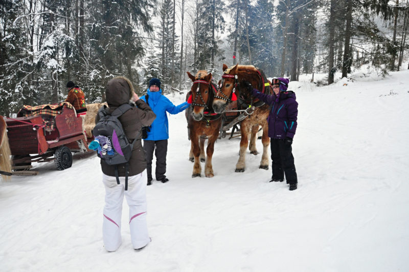 Horse And Sleigh Ride Tatras Slovakia