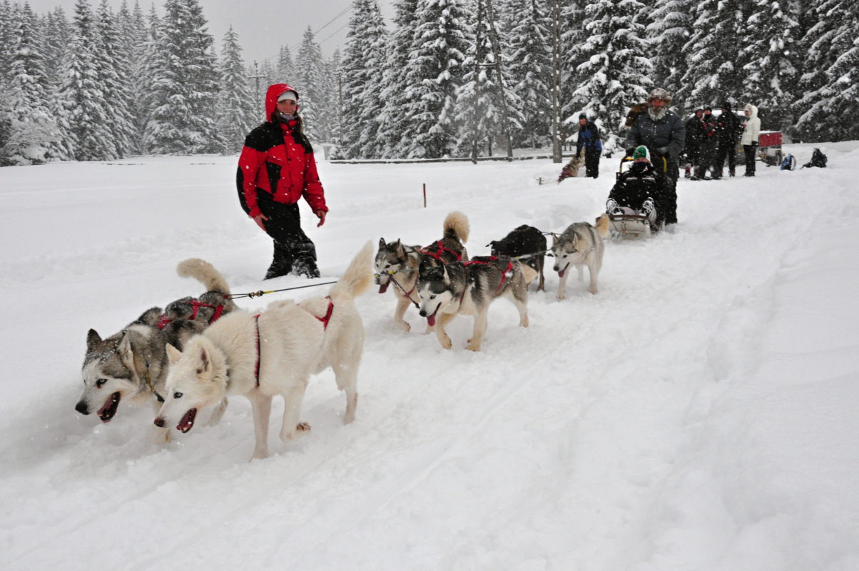 Ultimate Dog Sledding Experience in the Tatras Slovakia