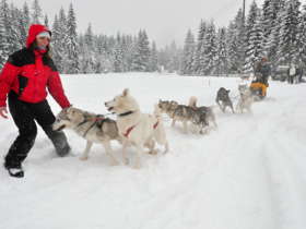 1 Dog Sledding High Tatras Slovakia 12