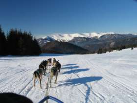 Dog Sledding High Tatras Slovakia 1