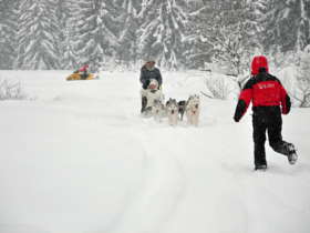 Dog Sledding High Tatras Slovakia 11