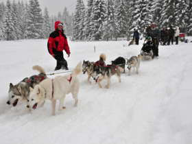 Dog Sledding High Tatras Slovakia 13