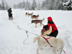 Dog Sledding High Tatras Slovakia 15