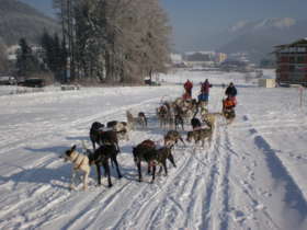 Dog Sledding High Tatras Slovakia 2
