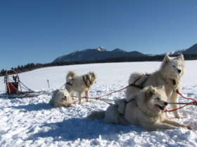 Dog Sledding High Tatras Slovakia 20