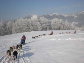 Dog Sledding High Tatras Slovakia 3