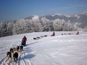 Dog Sledding High Tatras Slovakia 6