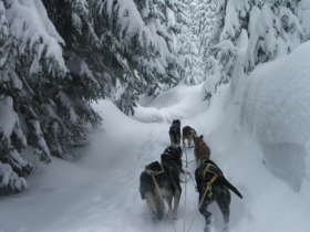 Dog Sledding High Tatras Slovakia 7