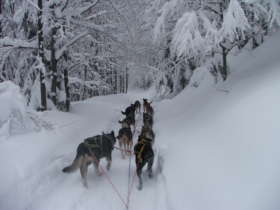 Dog Sledding High Tatras Slovakia 8