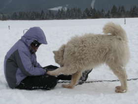 Dog Sledding High Tatras Slovakia 9