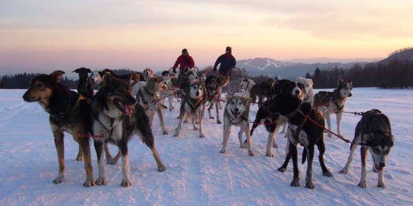 Dog Sledding High Tatras Slovakia 5