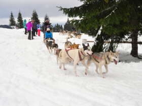 6 1 dog sledding high tatras
