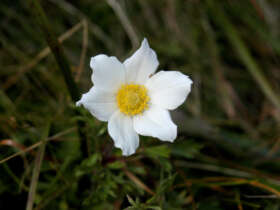 Fauna flora high tatras hiking slovakia 1