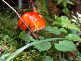 Fauna flora high tatras hiking slovakia 11