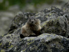 Fauna flora high tatras hiking slovakia 12