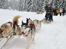 1 Dog Sledding Tatra Mountains Slovakia 7