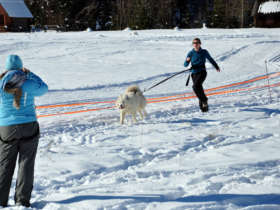 Dog Sledding Tatra Mountains Slovakia 10