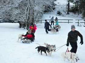 Dog Sledding Tatra Mountains Slovakia 12