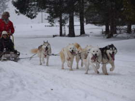 Dog Sledding Tatra Mountains Slovakia 3