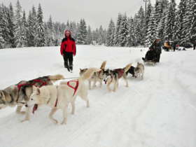 Dog Sledding Tatra Mountains Slovakia 6