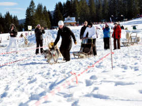 Dog Sledding Tatra Mountains Slovakia 9