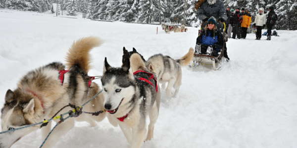 1 Dog Sledding Tatra Mountains Slovakia 7