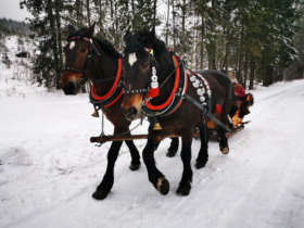 Horse Carriage Ride Tatras