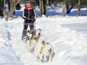 Dog Sledding High Tatras Slovakia