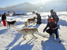 Dog Sledding High Tatras